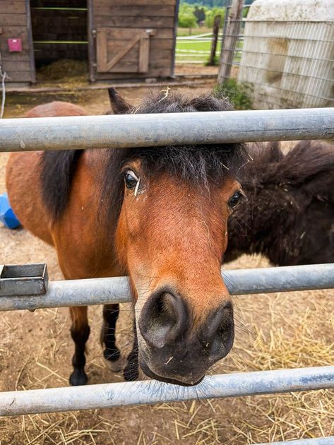 Pony schaut durch Absperrung in der Naehe des Hof Gottesbueren bei Warburg.