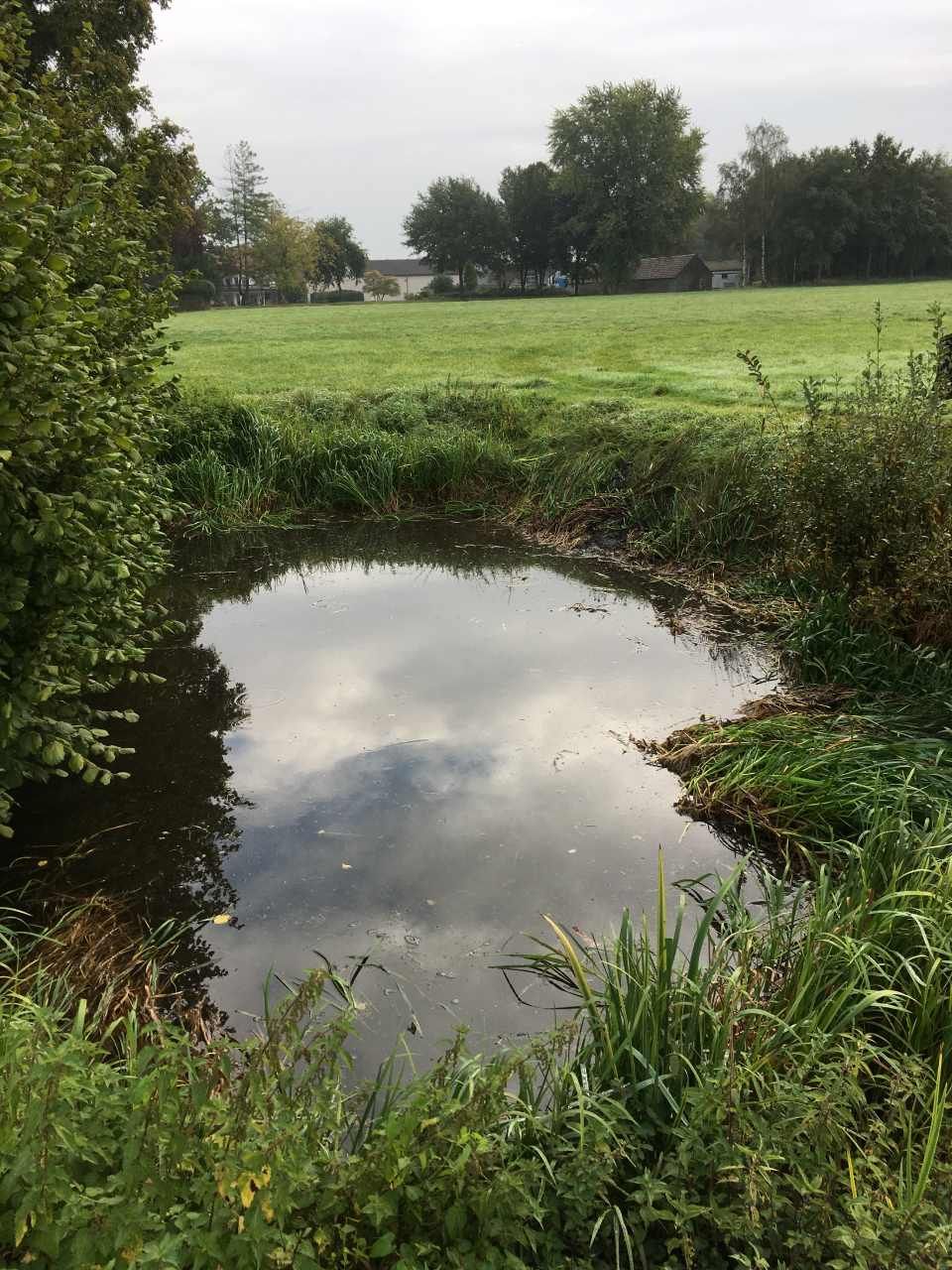 Teich umgeben von grüner Wiese