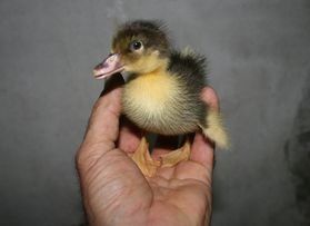 Élevage de canards en plein air en Haute-Pyrénées, La Ferme Semmartin Élevage de canards en plein air en Haute-Pyrénées, La Ferme Semmartin