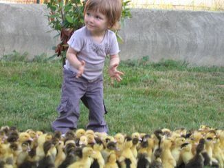 Élevage de canards en plein air en Midi-Pyrénées, La Ferme Semmartin Élevage de canards en plein air en Midi-Pyrénées, La Ferme Semmartin