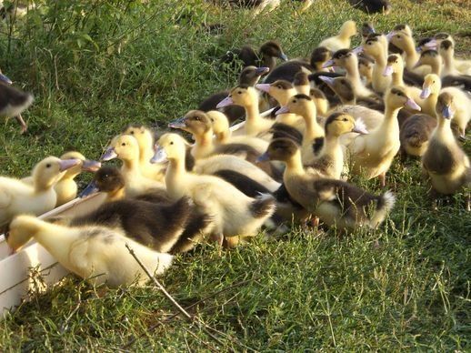 Foie gras artisanal en Haute-Pyrénées, La Ferme Semmartin Foie gras artisanal en Haute-Pyrénées, La Ferme Semmartin