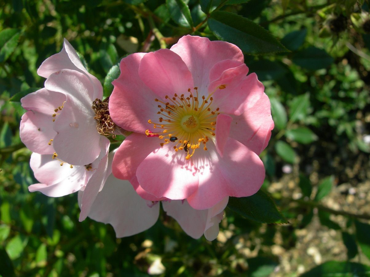 Kurse Biodiversität - Silvia Meister Gratwohl - Bern und Zuchwil 3