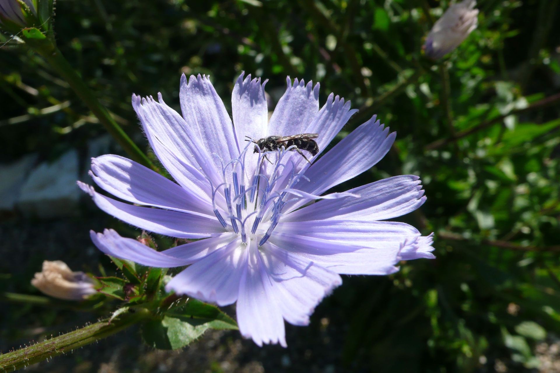 Silvia Meister Gratwohl - Ratgeber Natur Radio SRF 1 - 8
