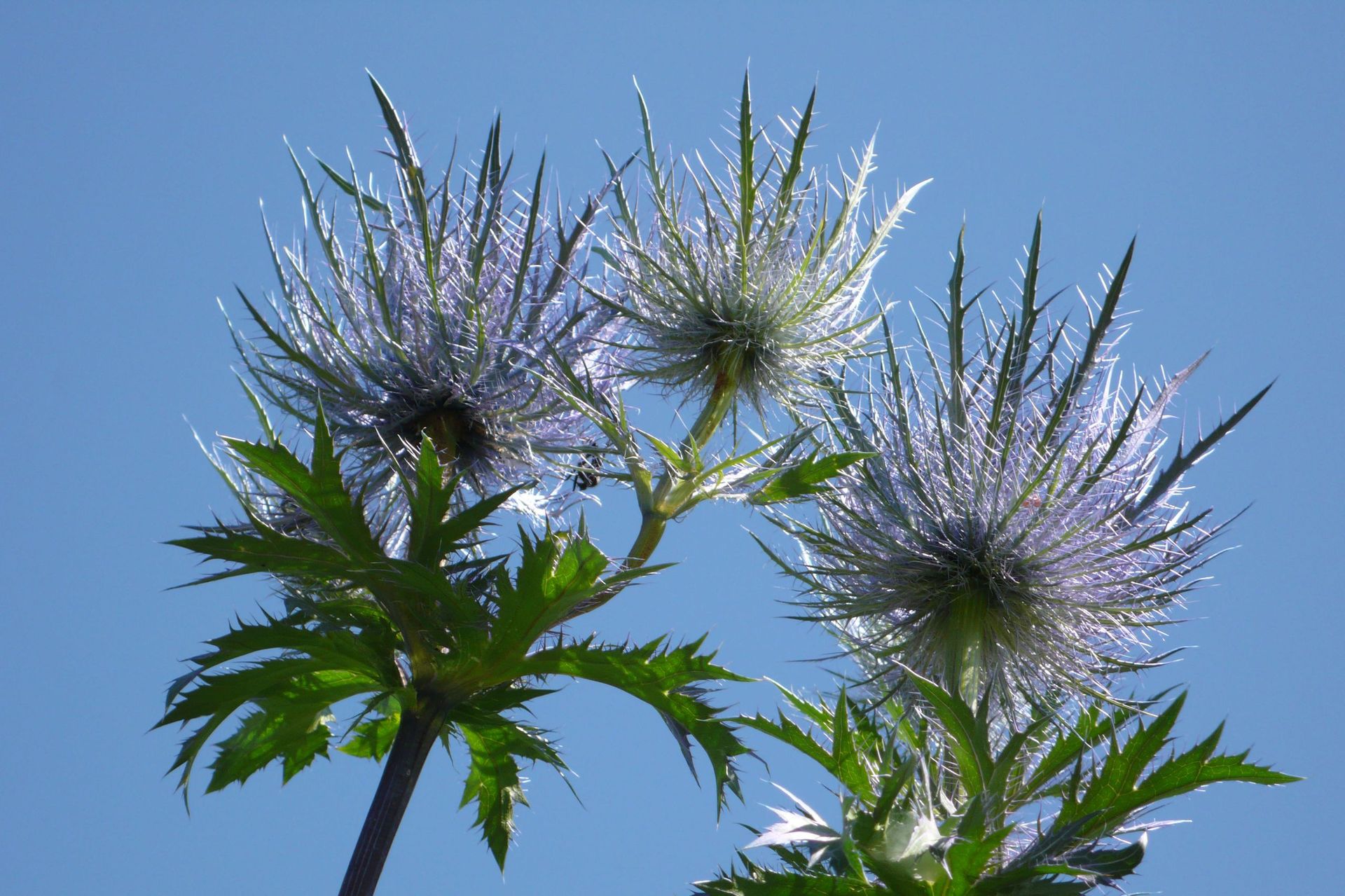 Silvia Meister Gratwohl - Ratgeber Natur Radio SRF 1 - 3