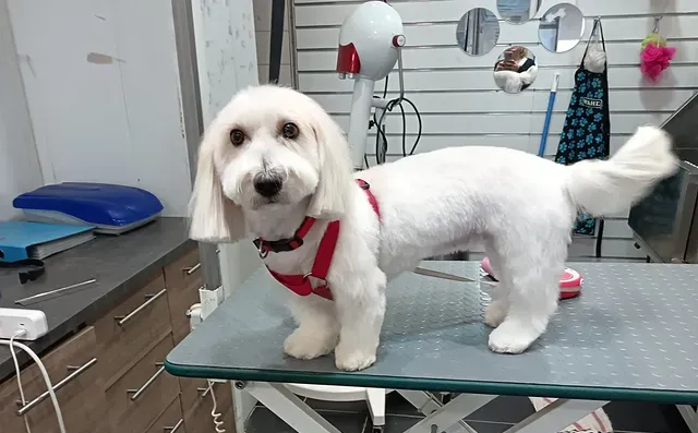 Chien blanc portant un harnais rouge debout sur une table de toilettage dans un salon de toilettage pour animaux.