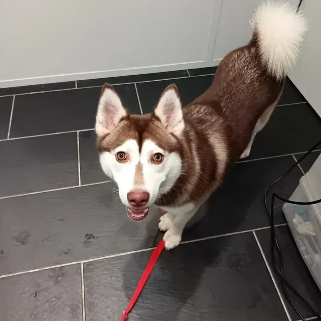Husky brun et blanc debout sur un carrelage sombre, regardant vers le haut, la gueule ouverte et une laisse rouge attachée.