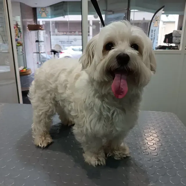 Bichon maltais debout sur une table de toilettage, la langue pendante, dans un salon de toilettage.