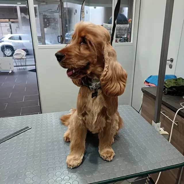 Un épagneul brun doré assis sur une table de toilettage, regardant vers la gauche dans un salon de toilettage pour animaux.