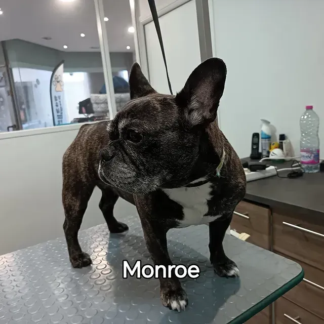 Bouledogue français bringé debout sur une table de toilettage dans un salon.