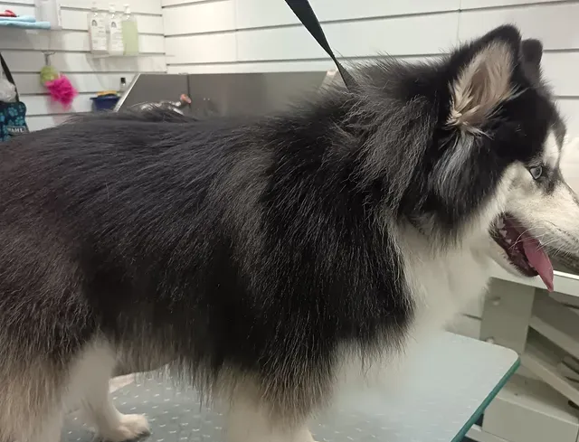 Chien noir et blanc à poils longs, haletant, debout sur une table de toilettage chez le vétérinaire ou dans un salon de toilettage.