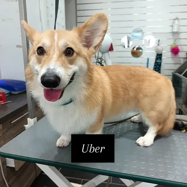 Corgi beige et blanc sur une table de toilettage, la langue pendante.