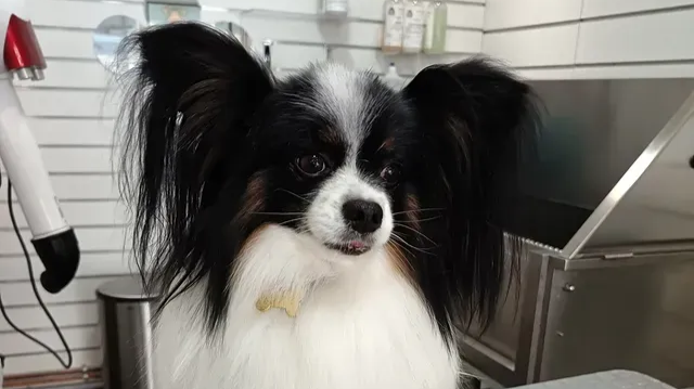 Petit chien noir et blanc aux longues oreilles, debout à l'intérieur près d'un lavabo de toilettage.