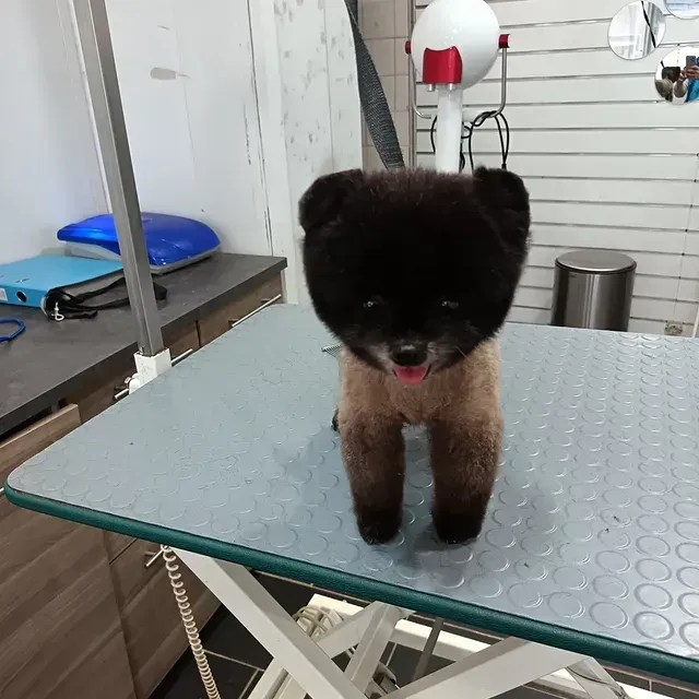 Petit chien noir et marron, debout sur une table de toilettage, la langue pendante.