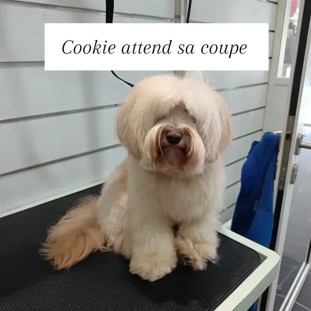 Chien blanc duveteux assis sur une table de toilettage.