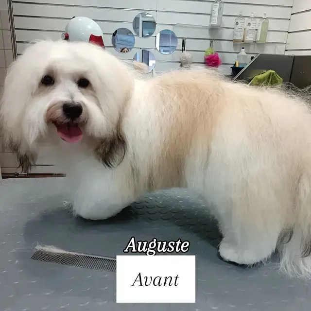 Chien blanc duveteux debout sur une table de toilettage.