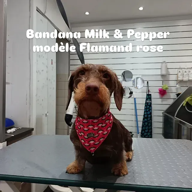 Teckel brun portant un bandana rouge sur une table de toilettage dans un salon pour animaux.