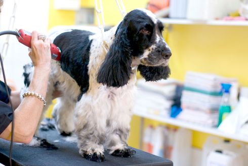 Un chien noir et blanc est toiletté sur une table, un toiletteur lui taille le pelage.