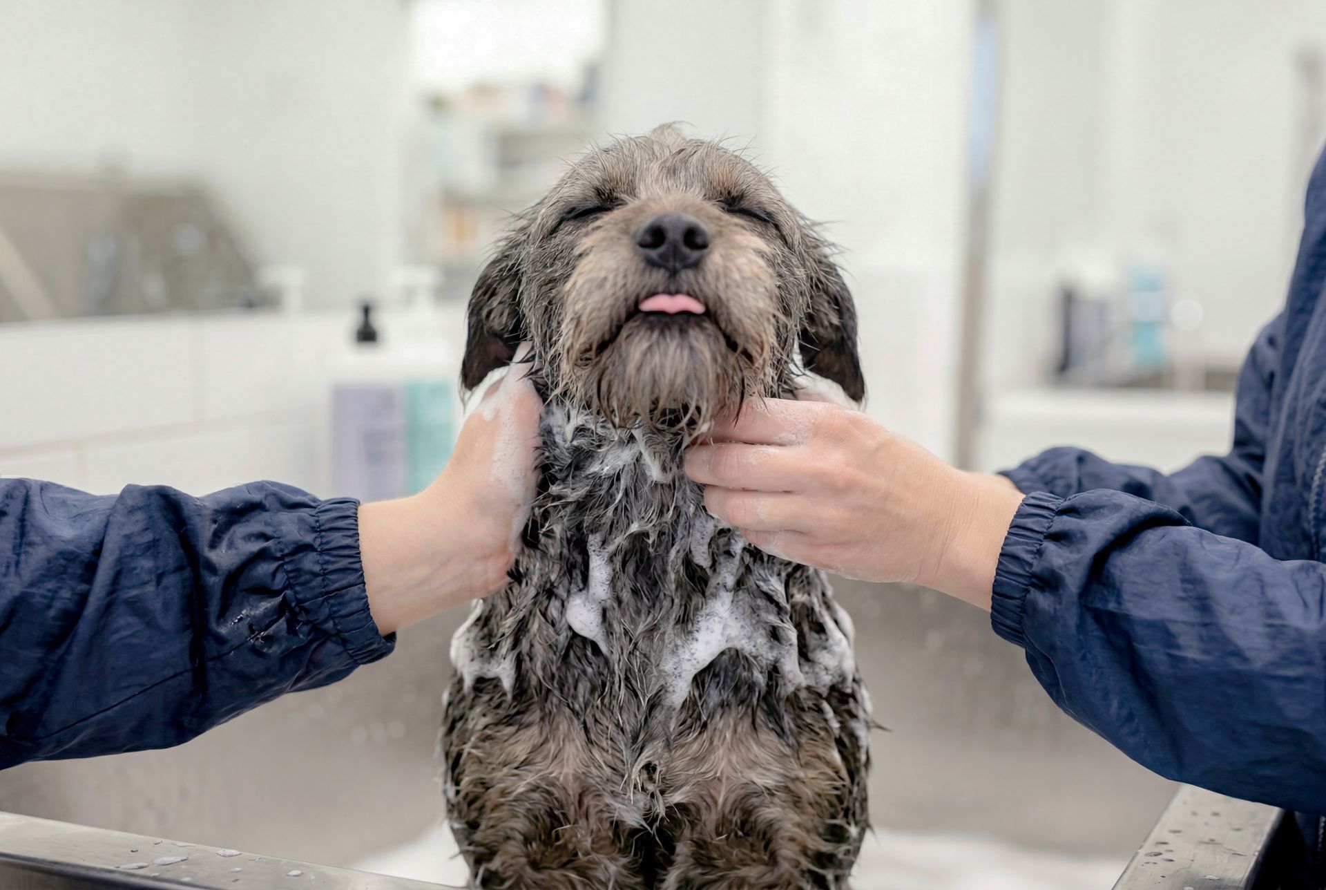 Petit chien mouillé savonné dans un salon de toilettage.