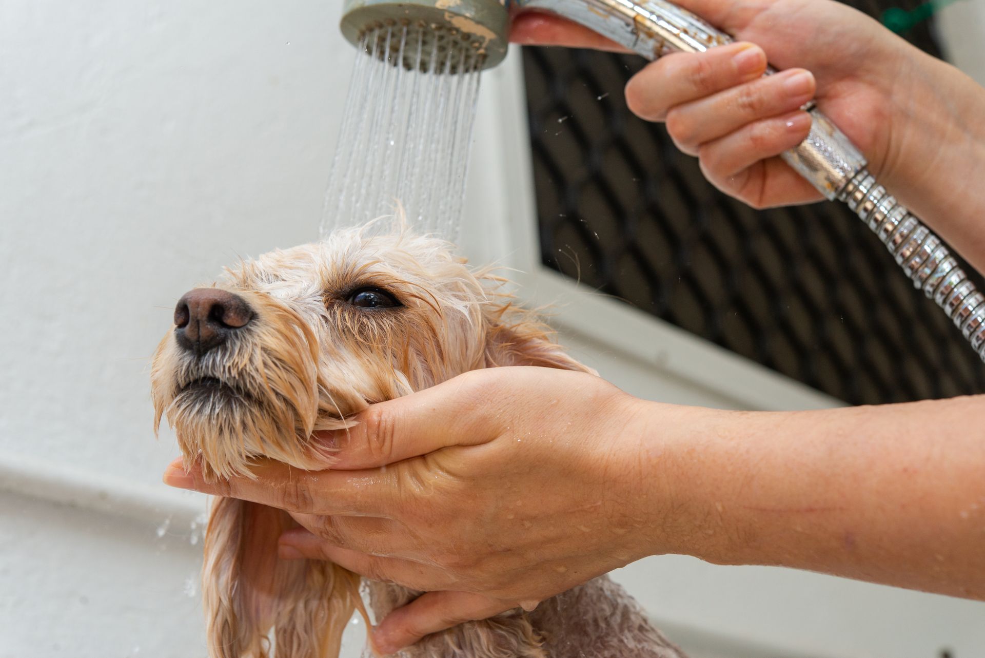 Un petit chien est rincé à l'aide d'une douchette sous l'eau courante.