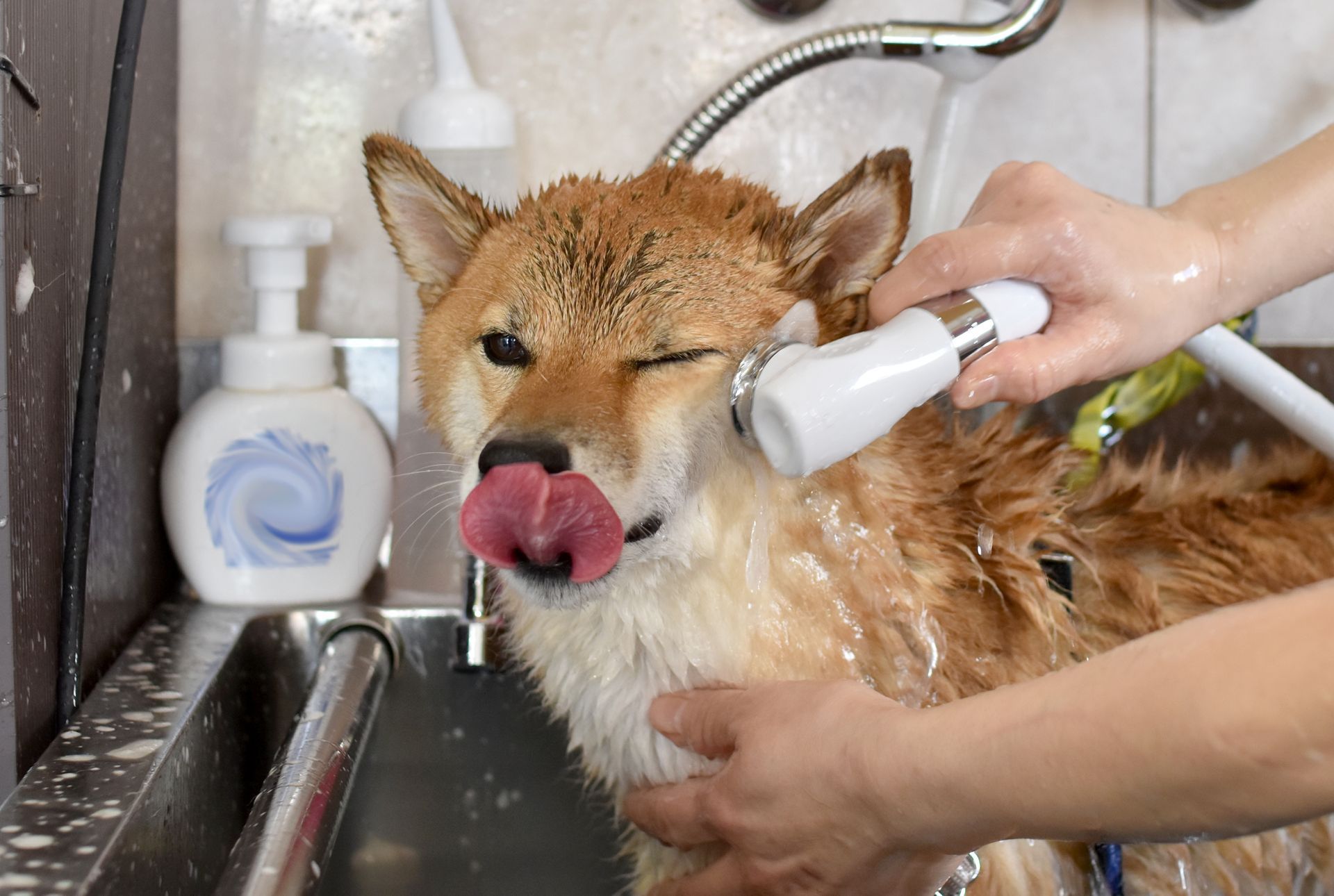 Un chien est baigné pendant qu'une personne lui rince le visage avec une douchette.