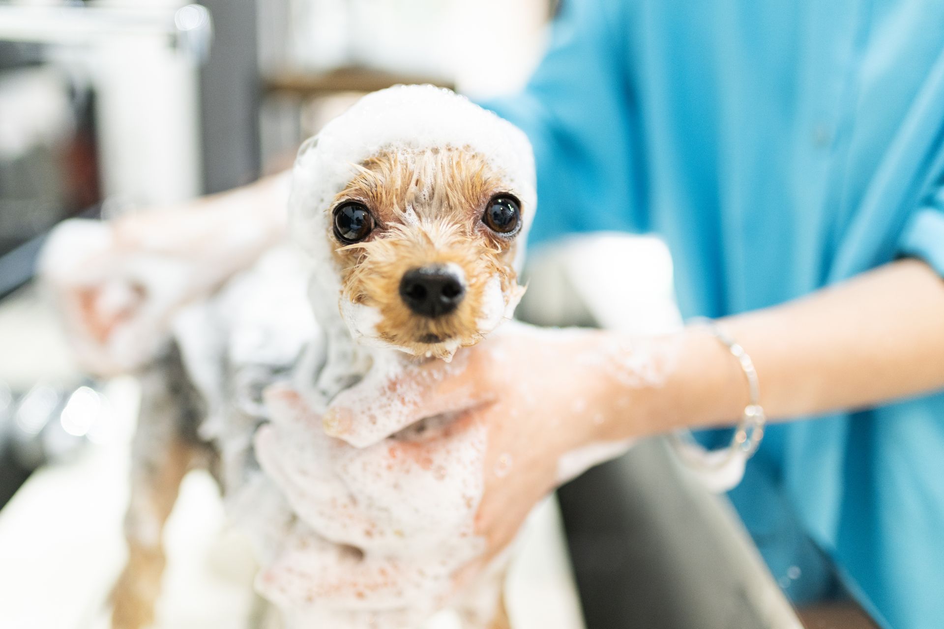 Un petit chien blanc se fait laver par une toiletteuse en blouse bleue.