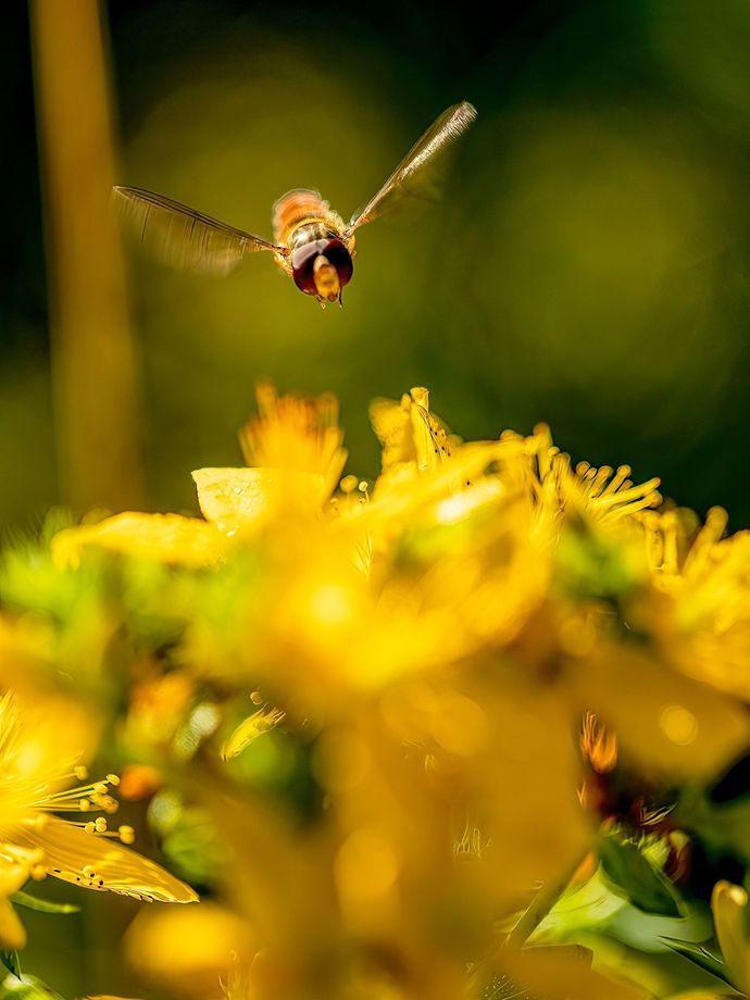 Un syrphe recueillant du pollen