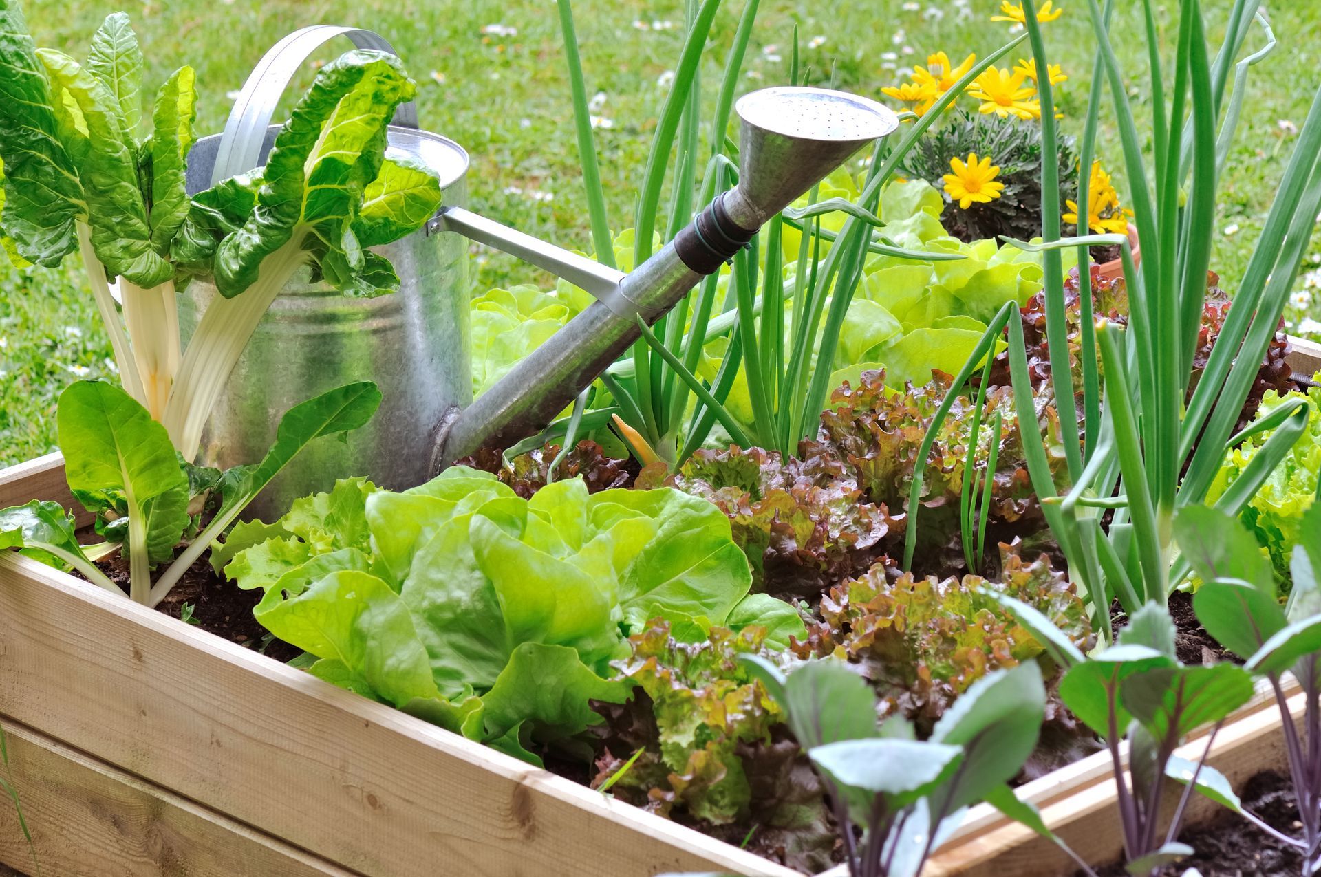 Carrés potagers