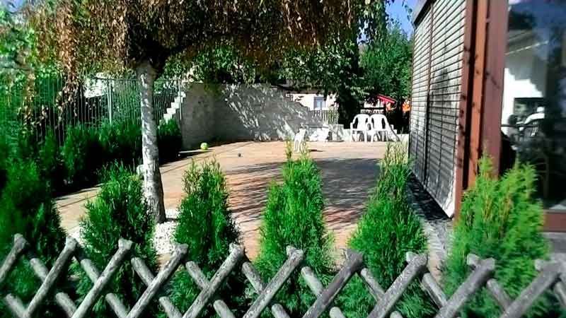 neu gepflanzte Tannen im Garten