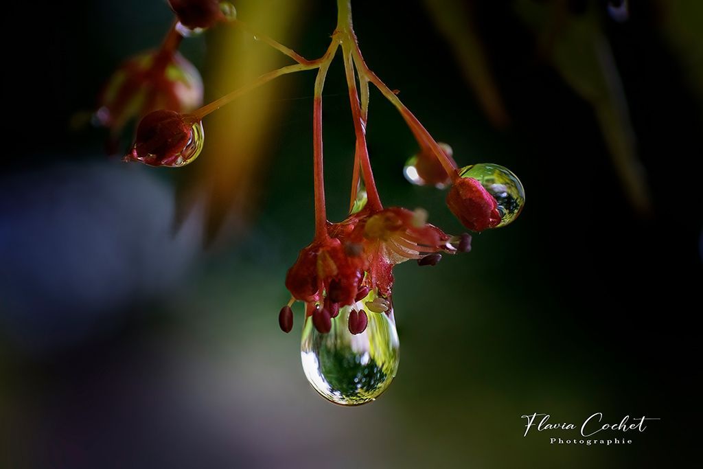 macrophoto sur le sol suisse romand