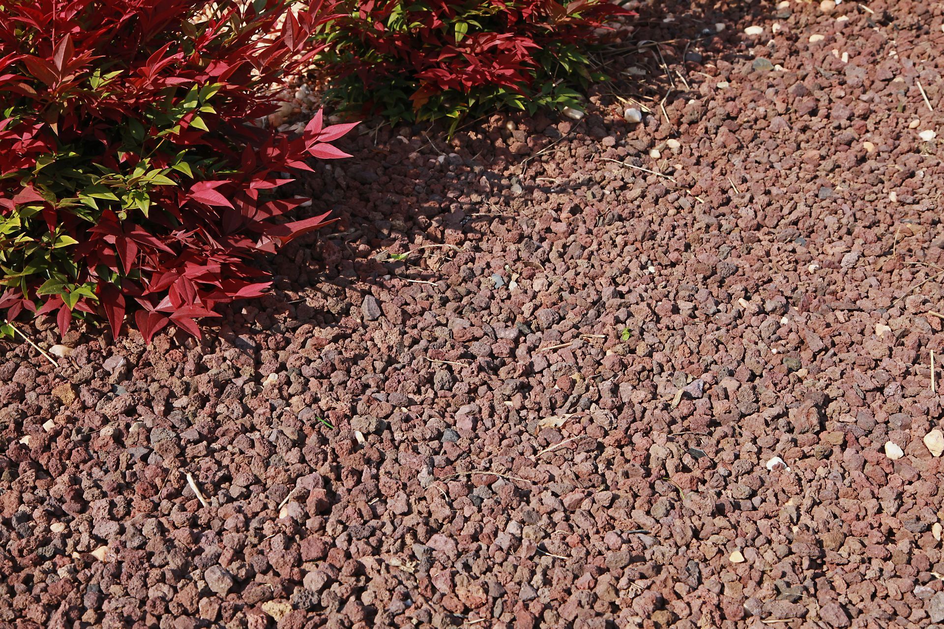 Un arbuste aux feuilles rouges et vertes pousse à côté d'un parterre de roches volcaniques brun rougeâtre.
