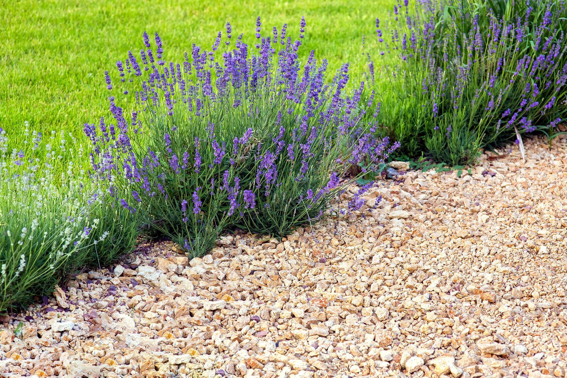 Des buissons de lavande aux épis floraux violets poussent en bordure d'une pelouse verte et d'un lit de gravier brun clair.