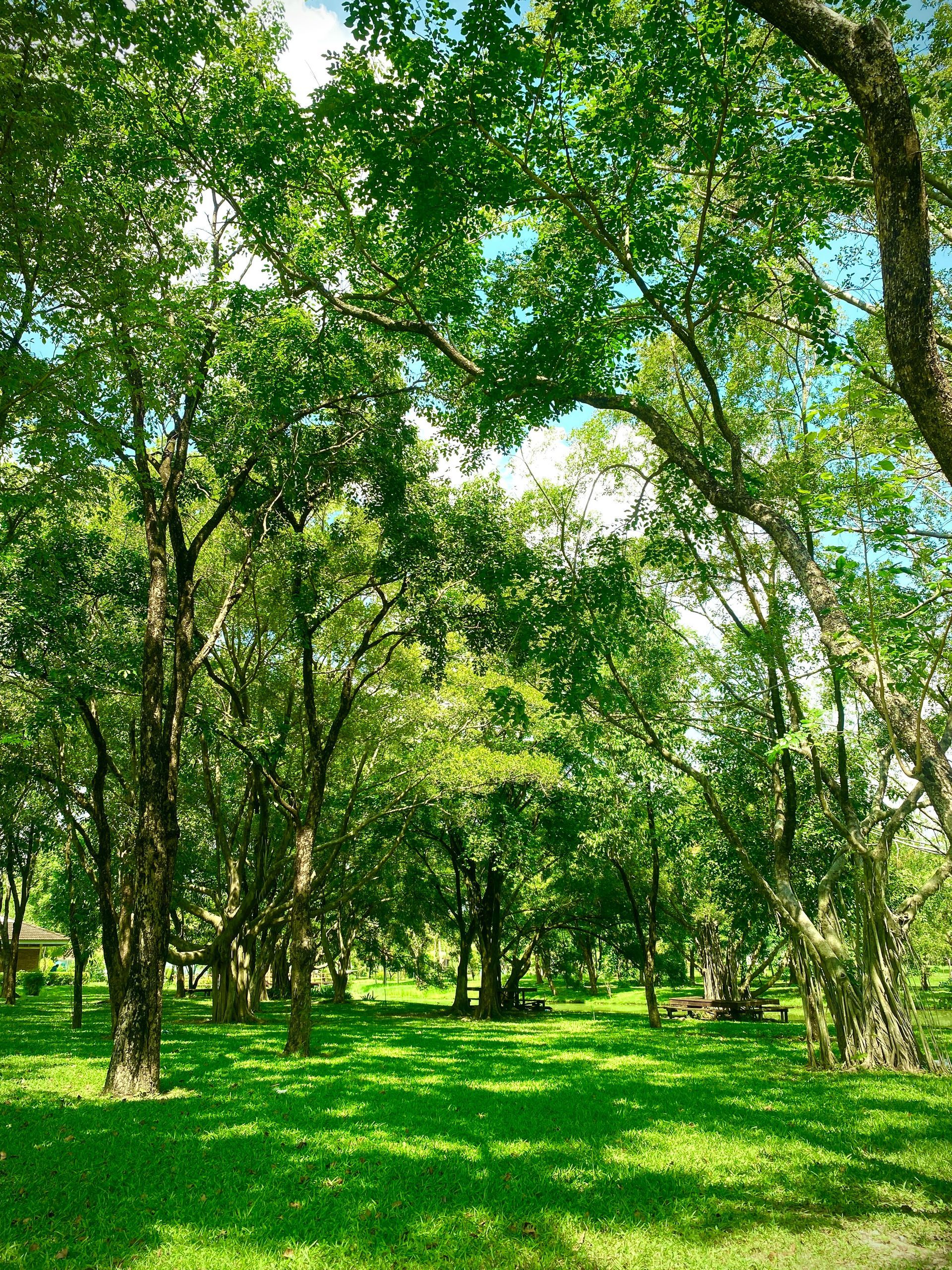 Clairière ensoleillée et verdoyante, avec de grands arbres et une herbe luxuriante.