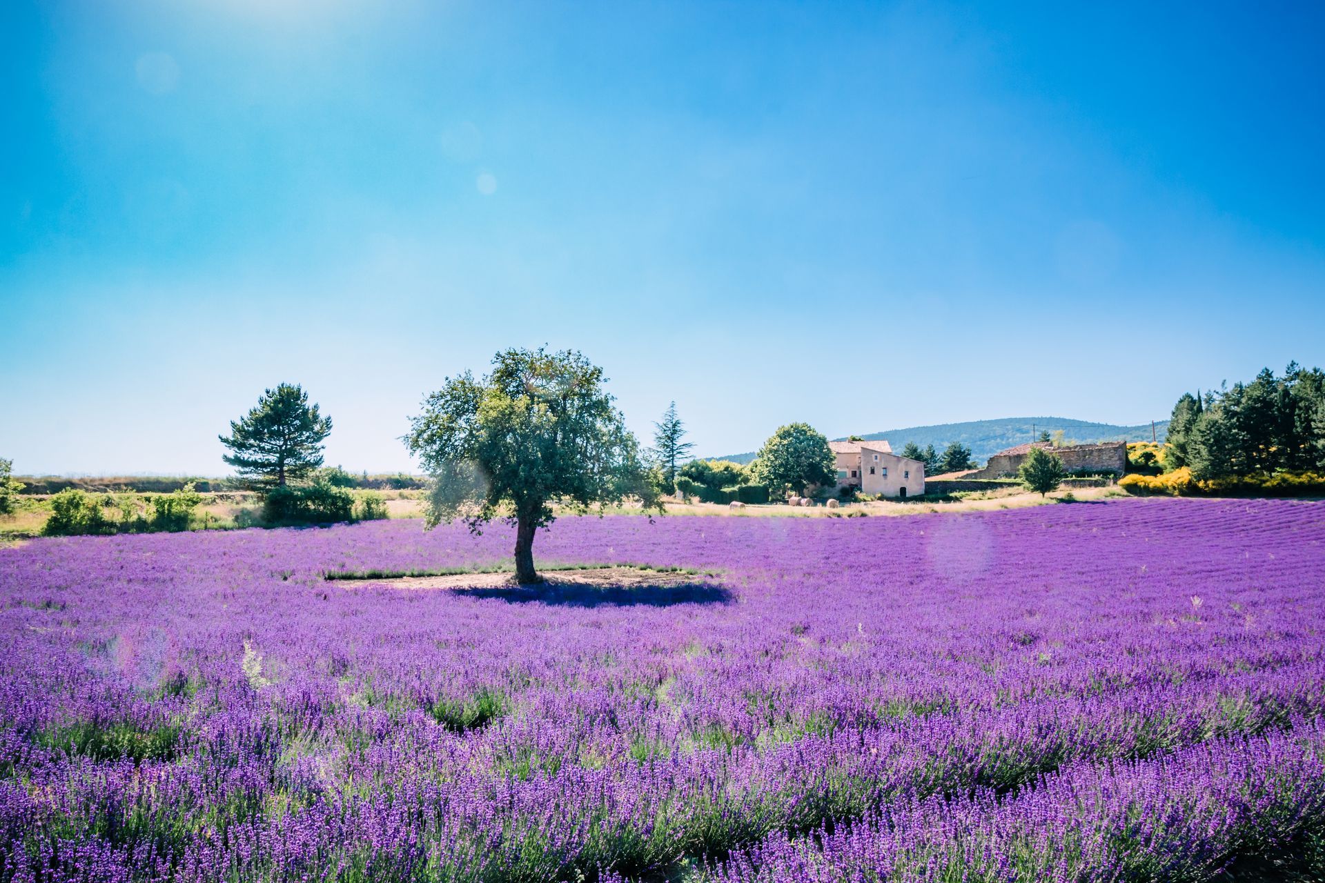 Champ de lavande violette avec un arbre solitaire sous un ciel d'un bleu éclatant.