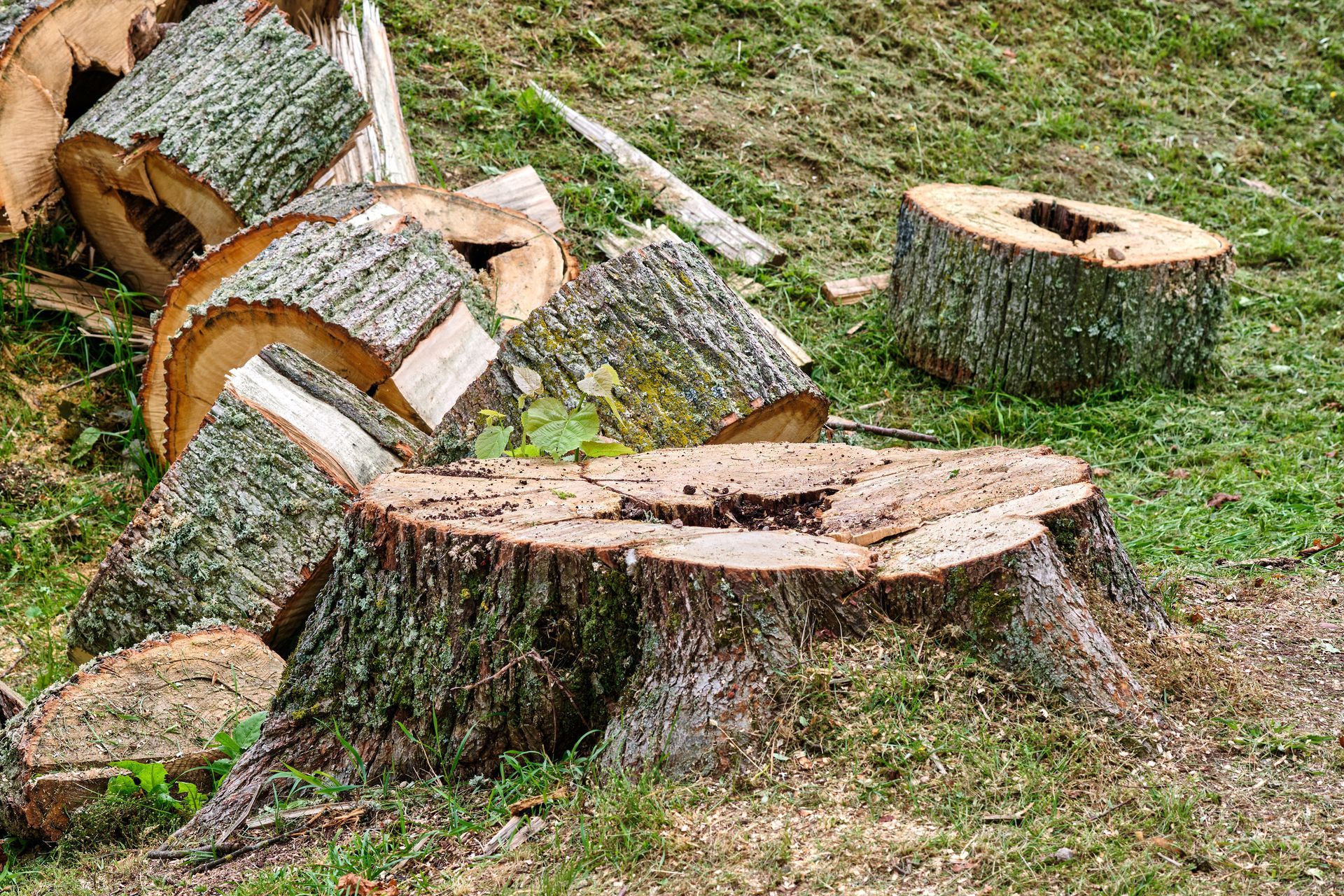 Des troncs d'arbre coupés et des souches éparpillés sur l'herbe dans une clairière.