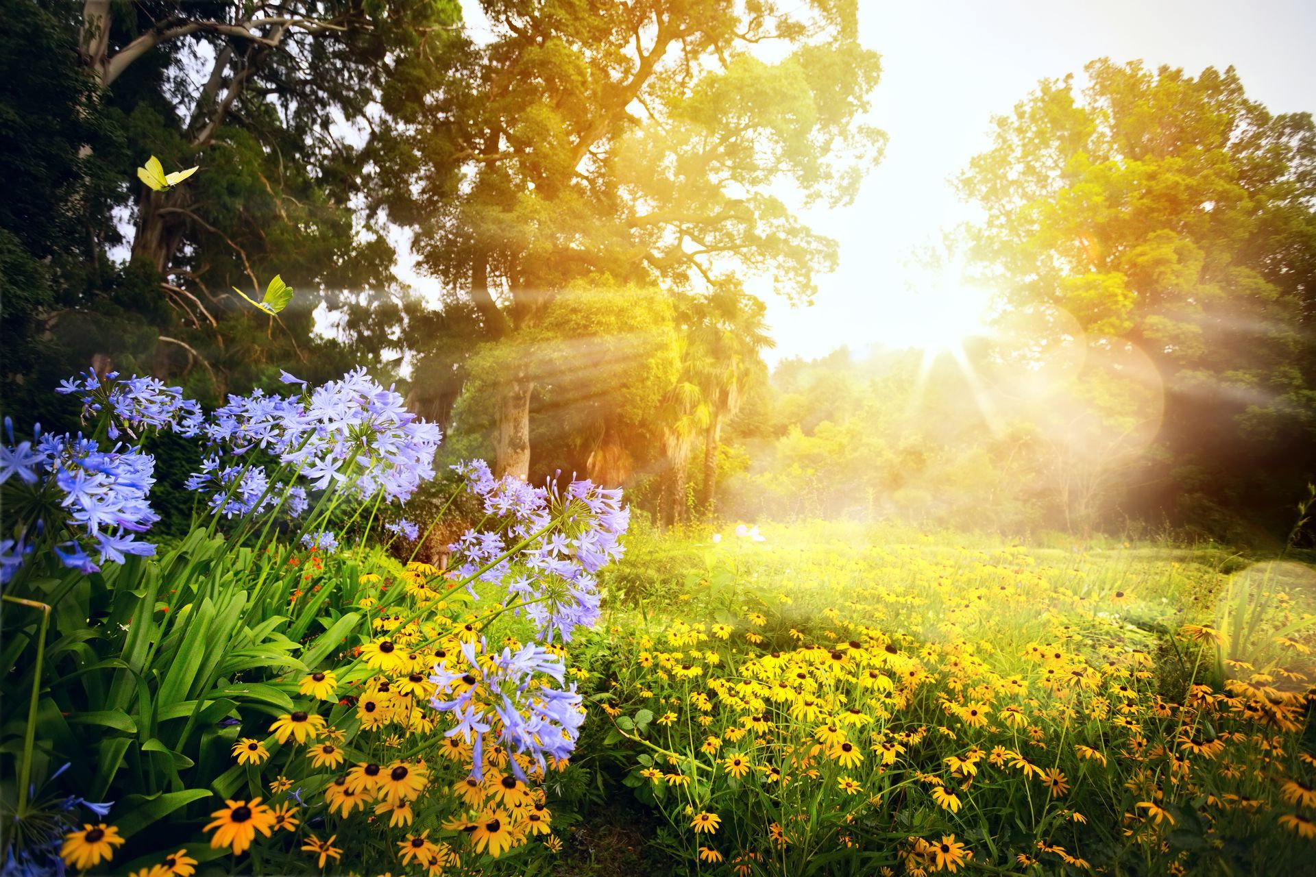Prairie ensoleillée avec des fleurs sauvages violettes, de l'herbe verte et des arbres qui brillent d'une chaude lumière.