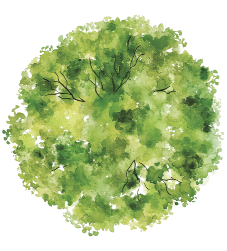 Illustration à l'aquarelle d'une canopée d'arbre verdoyante sur fond blanc.