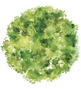 Illustration à l'aquarelle d'une canopée d'arbre verdoyante aux branches feuillues sur fond blanc.