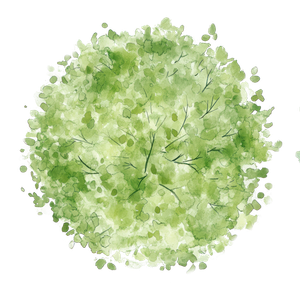 Illustration à l'aquarelle d'un arbuste rond aux feuilles vert clair sur fond blanc.