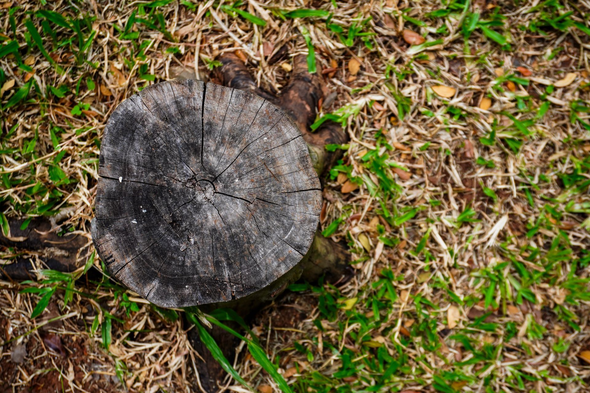 Souche d'arbre érodée, entourée de feuilles mortes et d'herbe sèche sur un sol forestier.