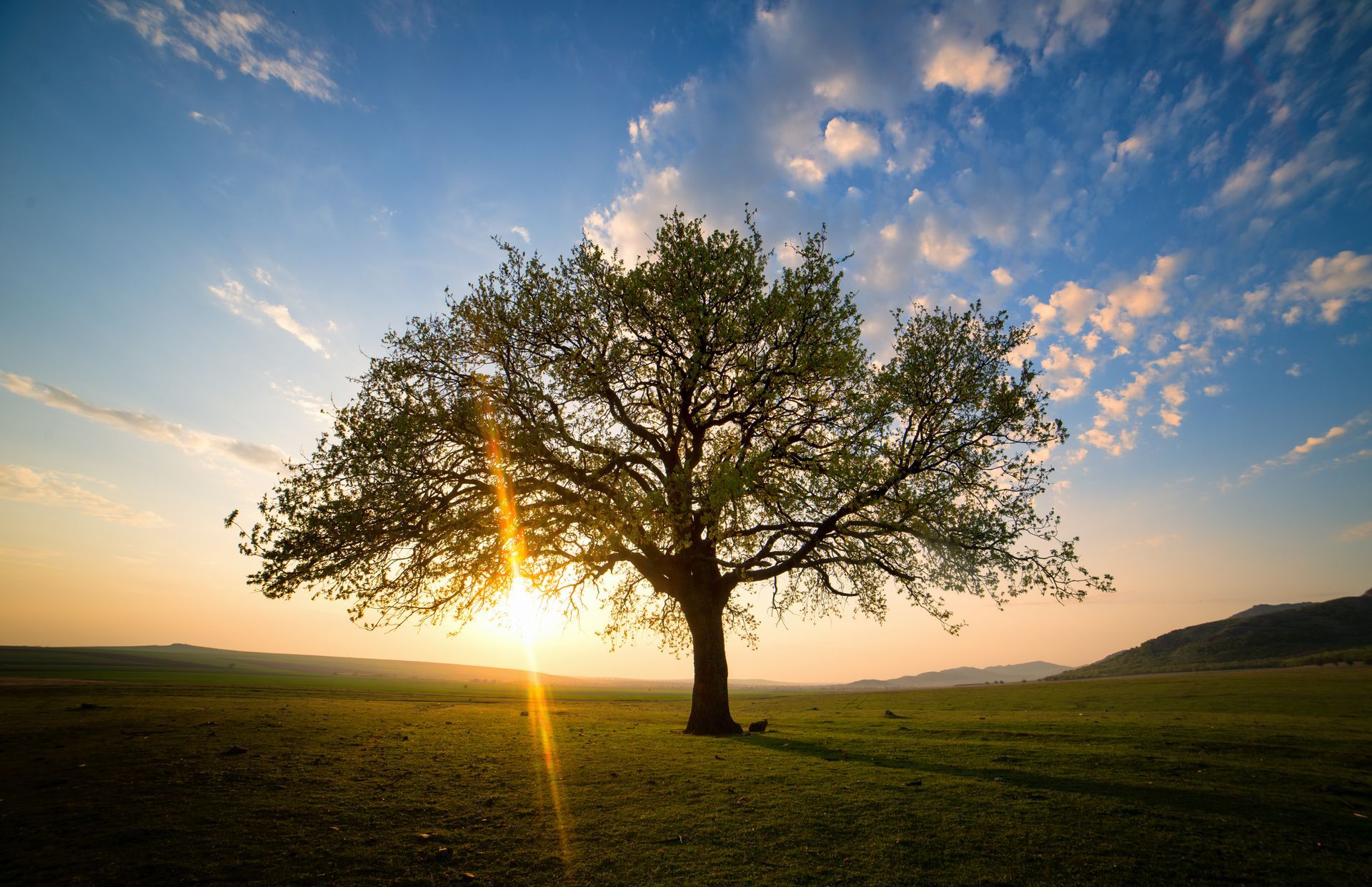 Arbre illuminé par le soleil couchant dans un champ avec de l'herbe, sous un ciel doré et des nuages.