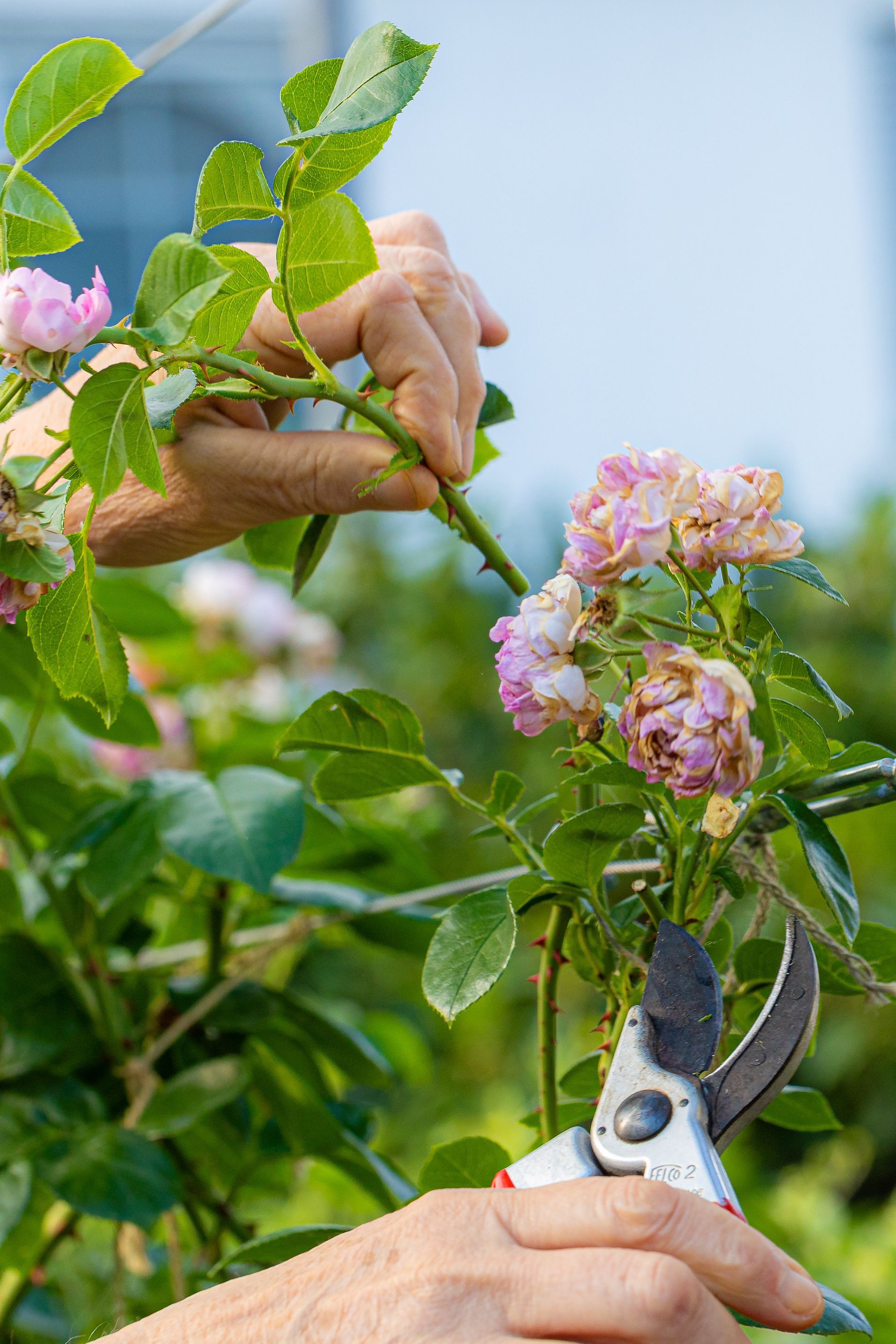 Des mains taillent un rosier en fleurs avec un sécateur.