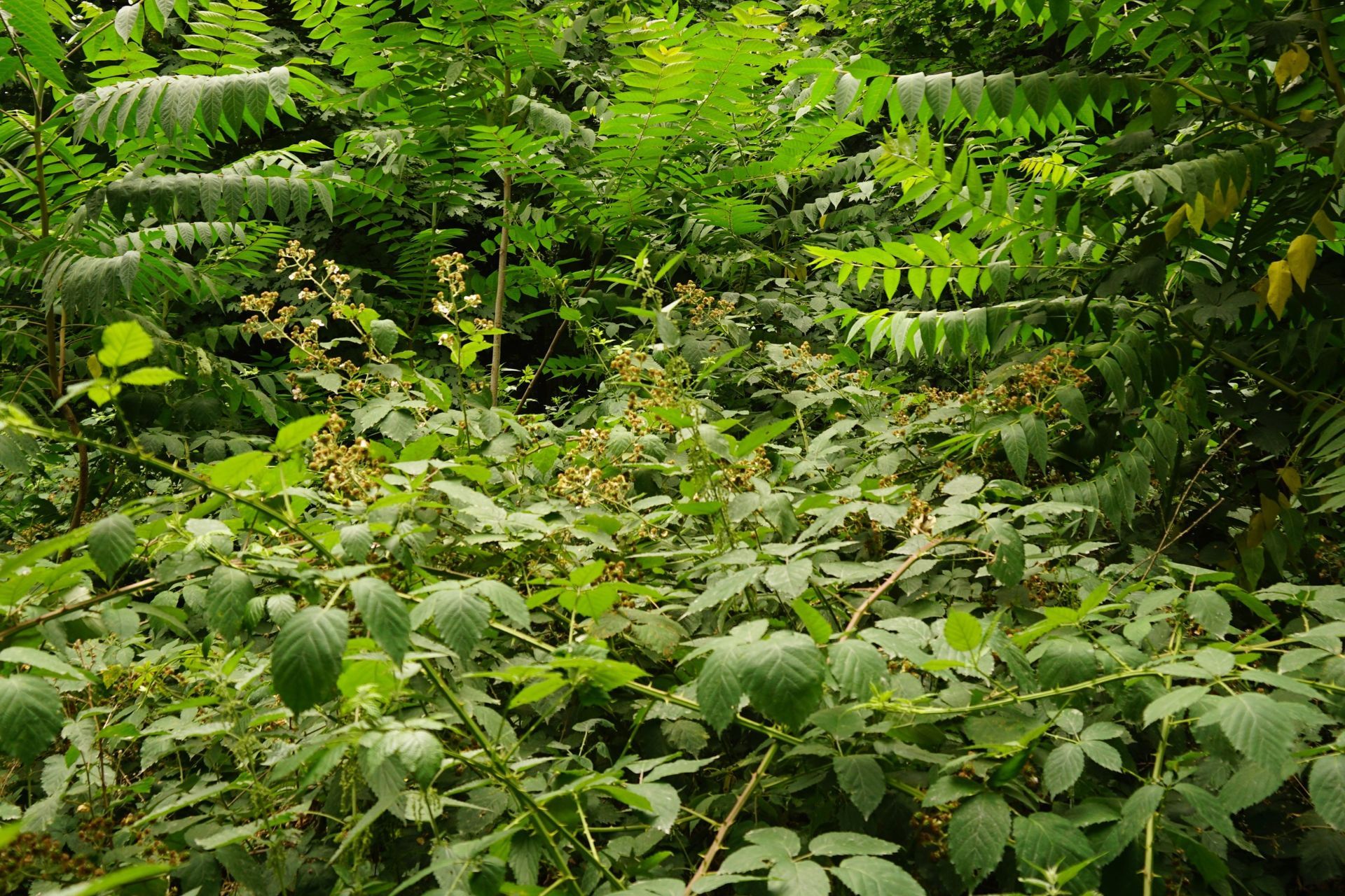 Sous-bois dense et verdoyant, rempli de fougères et de plantes à feuilles caduques.