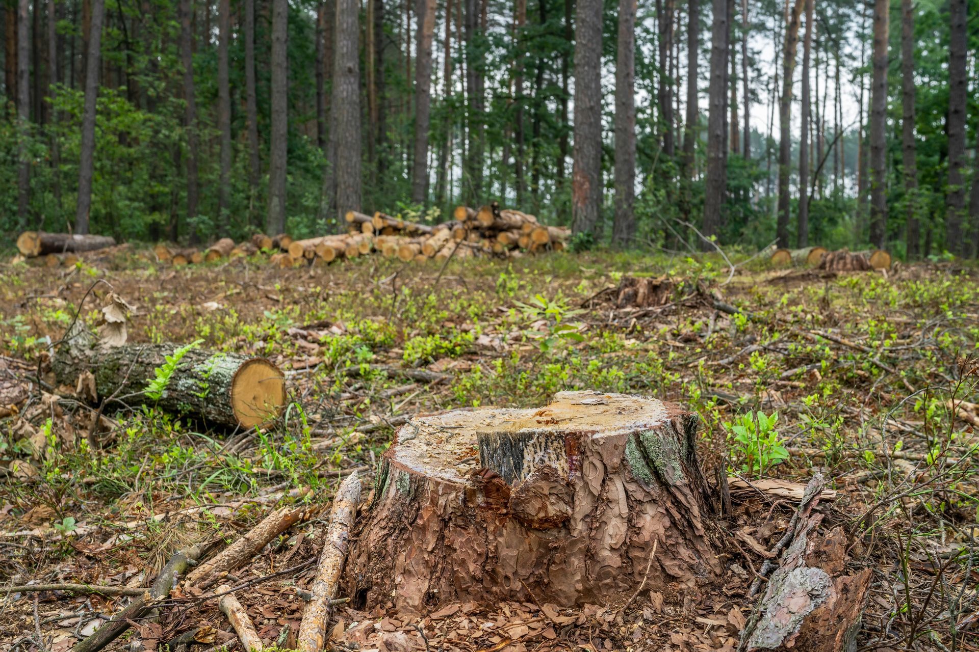 Forêt déboisée avec des souches d'arbre, des troncs d'arbre tombés et de jeunes pousses vertes parmi de grands arbres.