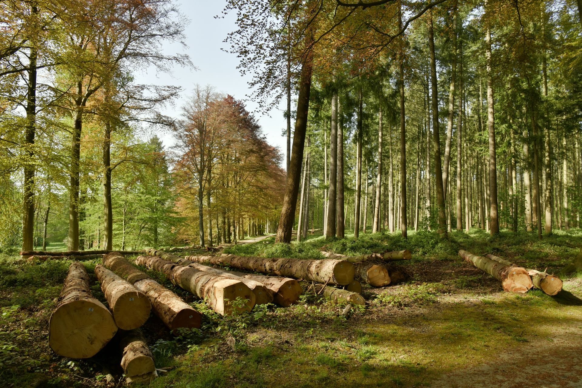 Des bûches empilées dans une clairière ensoleillée, avec de grands arbres et un sous-bois verdoyant.