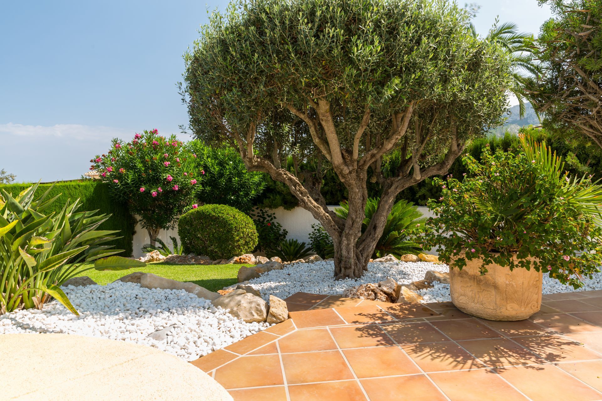 Jardin ensoleillé avec un grand arbre, des arbustes en pot, du gravier blanc et des dalles en terre cuite.