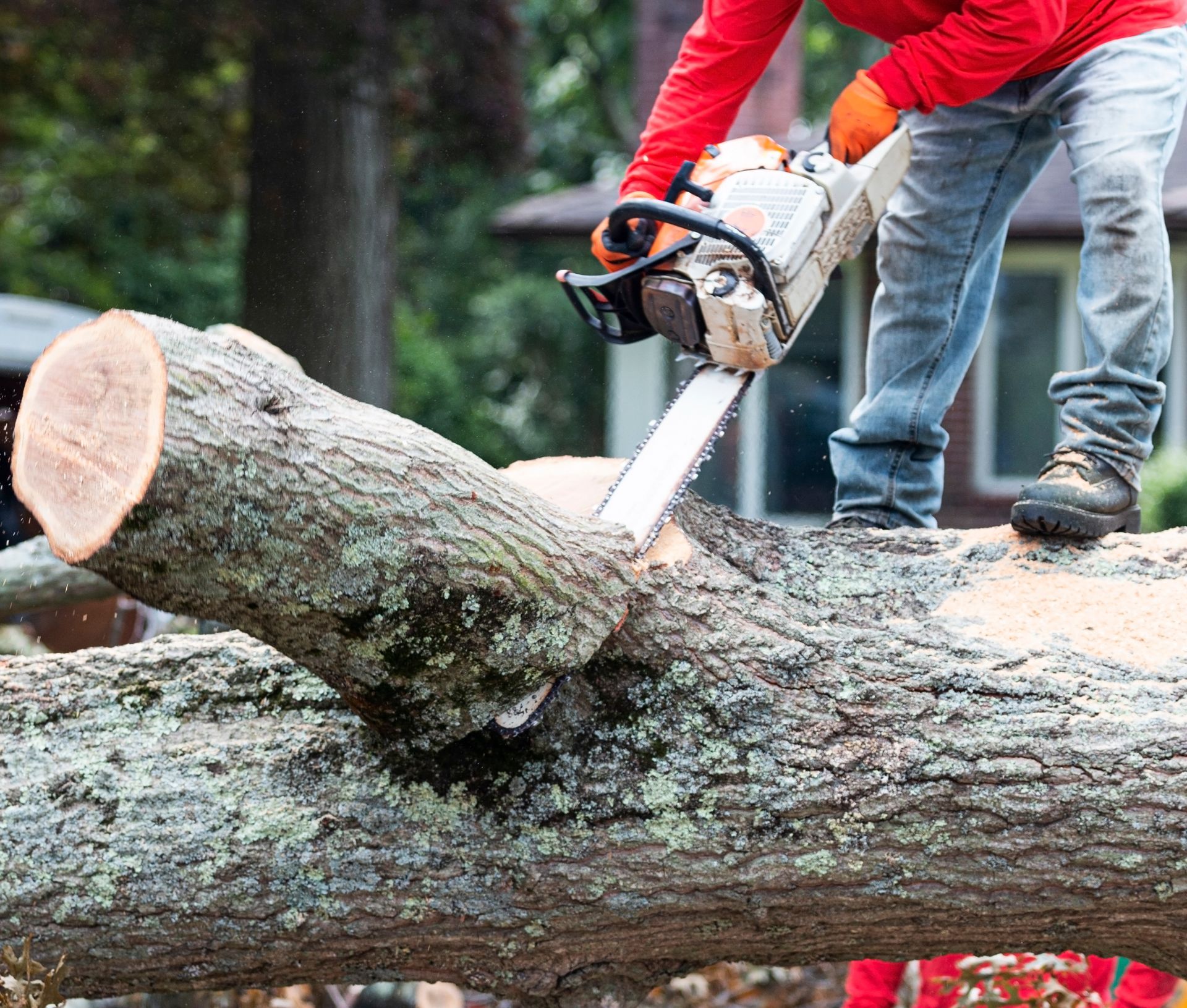 Un ouvrier utilise une tronçonneuse pour couper un gros tronc d'arbre à l'extérieur.