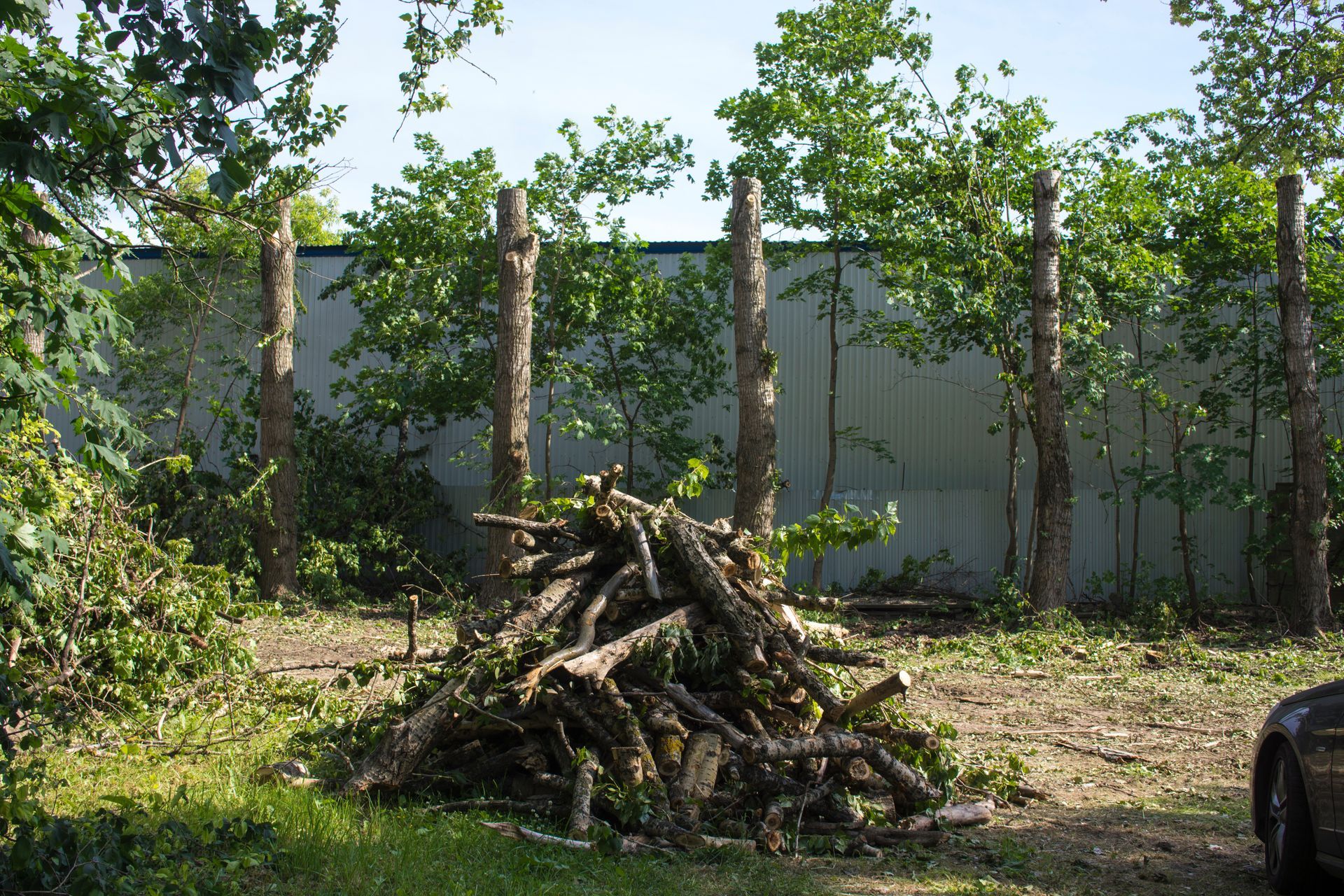 Un tas de branches coupées dans une cour avec de l'herbe, près d'une clôture et d'arbres, par une journée ensoleillée.