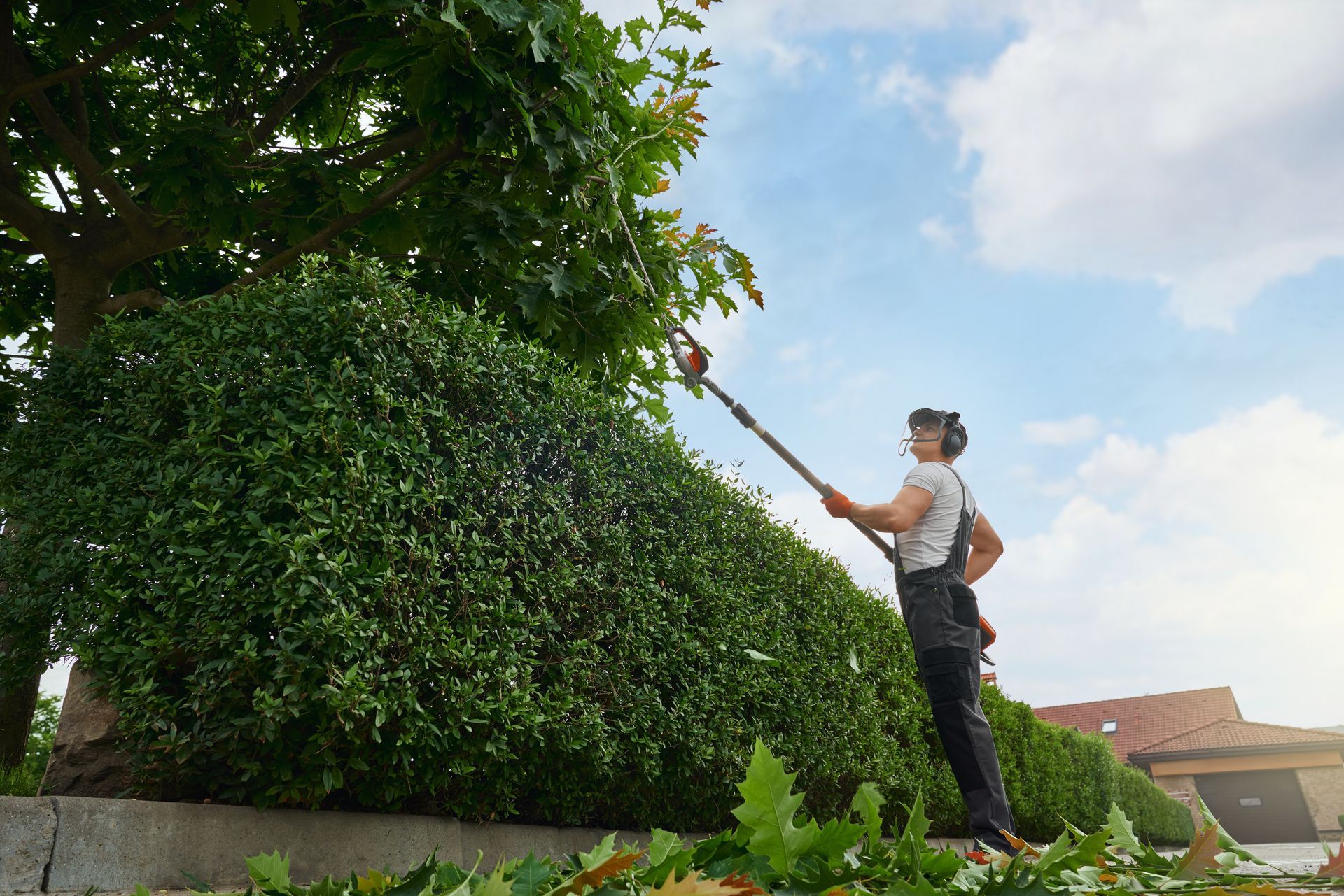 Un jardinier taille une grande haie verte avec une scie à perche sous un ciel d'un bleu éclatant.