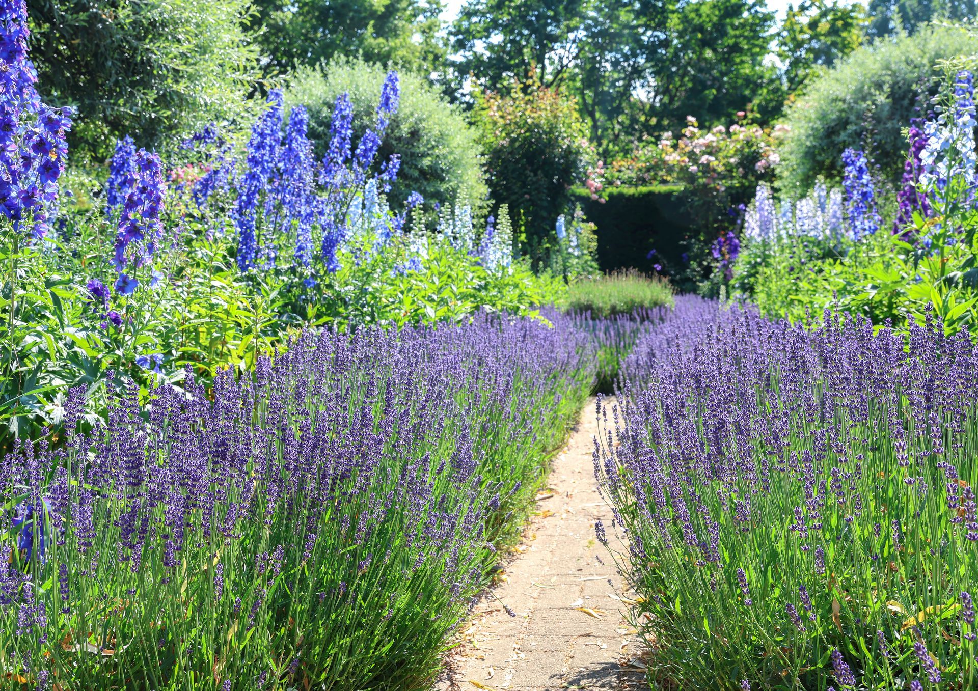 Des parterres de lavande bordent un chemin de jardin ensoleillé, avec de hautes fleurs violettes et des arbres verts au-delà.