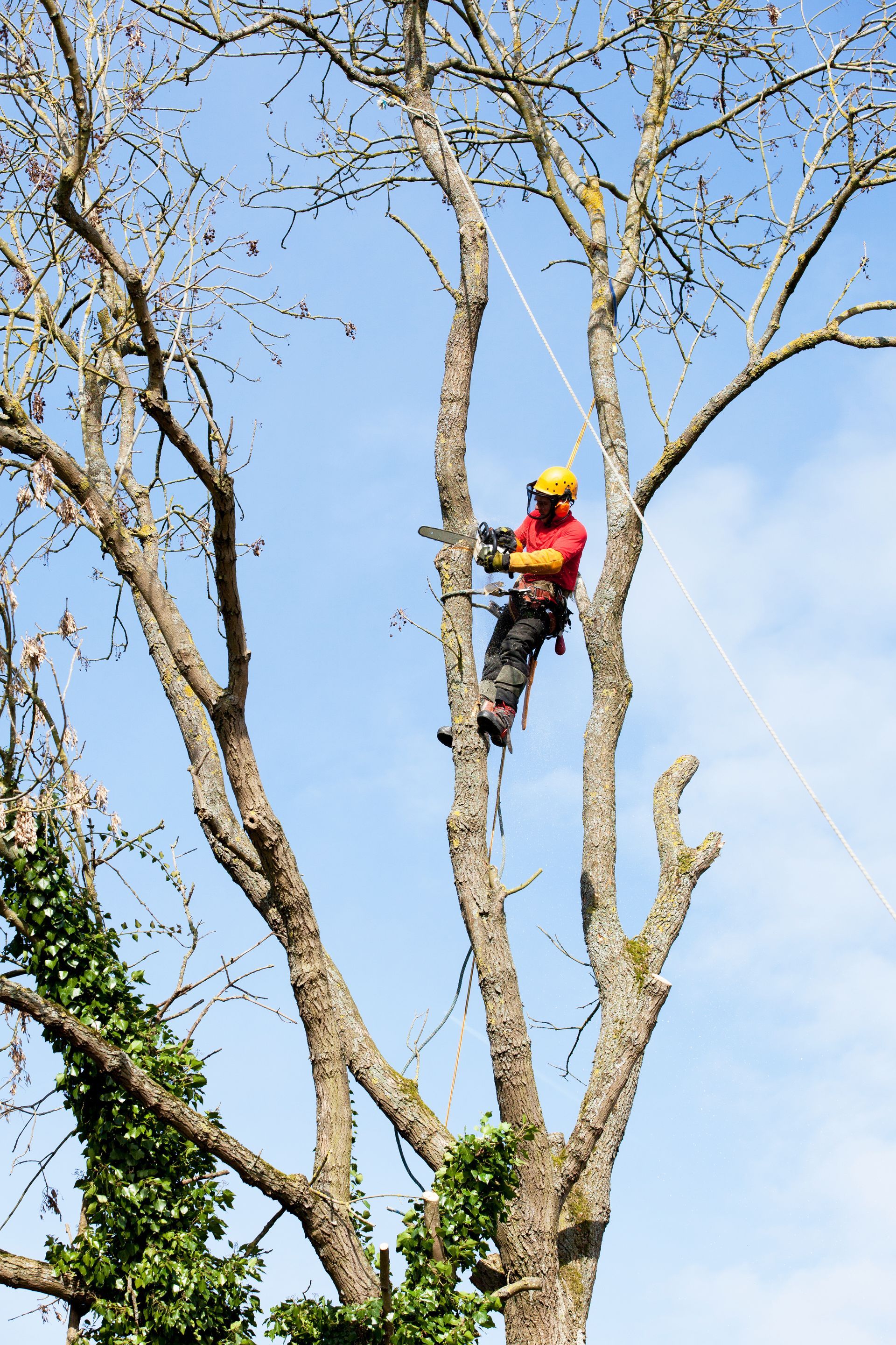 Un ouvrier portant un casque jaune et une veste rouge grimpe à un grand arbre à l'aide de cordes sous un ciel bleu.